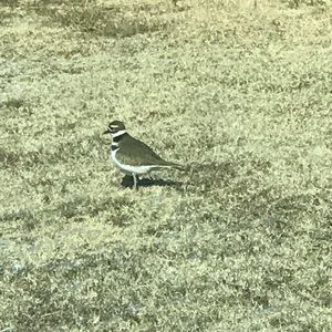 Meet your Posher, Augusta